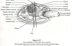 7th Grade Science 2016 17 Readings On Mollusca And Images Of Soft