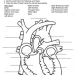 8 5Th Grade Science Heart Worksheet Heart Diagram Human Heart