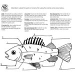 8 Label Fish Worksheet For Preschool Fish Anatomy Kindergarten