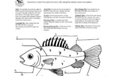 8 Label Fish Worksheet For Preschool Fish Anatomy Kindergarten