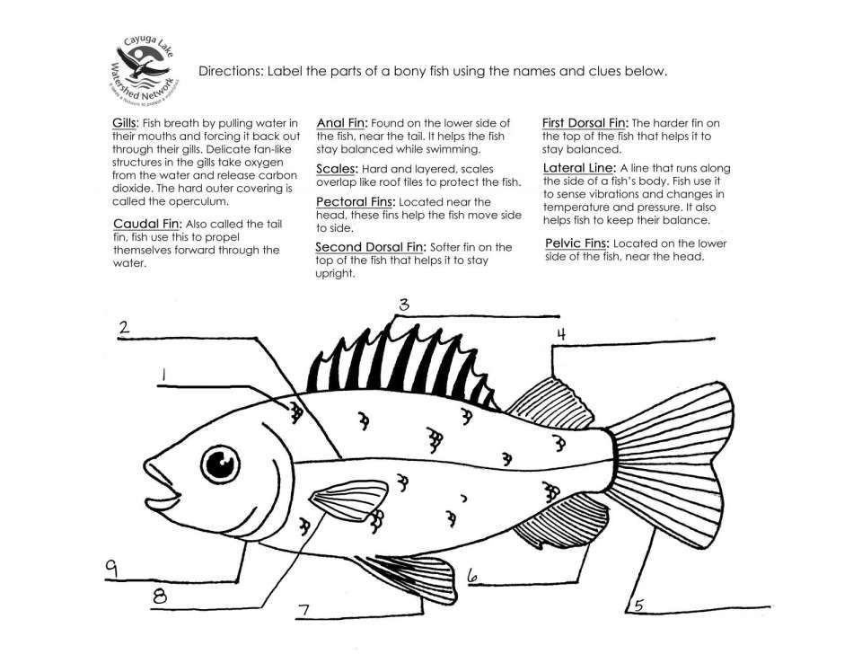 8 Label Fish Worksheet For Preschool Fish Anatomy Kindergarten 