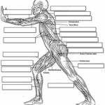 89 Best Worksheets And Quizzes Images On Pinterest Anatomy