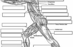 89 Best Worksheets And Quizzes Images On Pinterest Anatomy