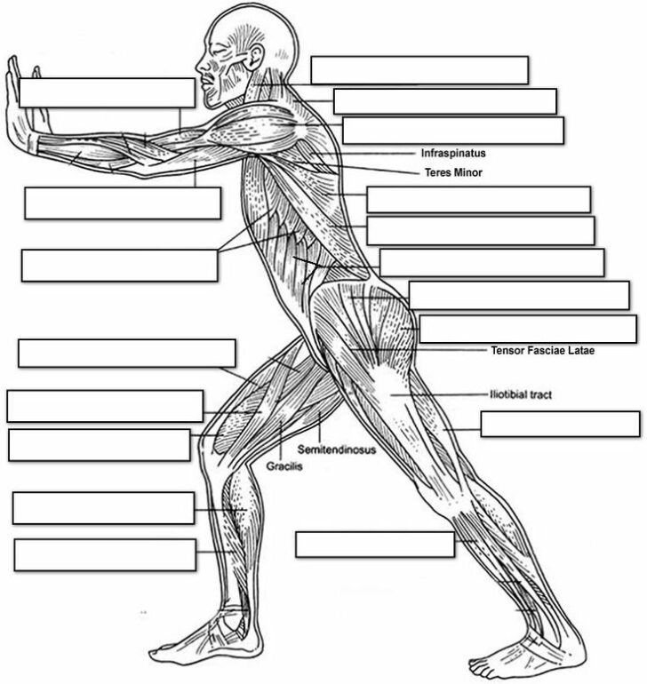 89 Best Worksheets And Quizzes Images On Pinterest Anatomy | Anatomy ...