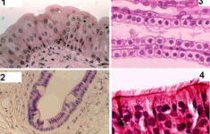 9 Best Epithelial Tissue Images On Pinterest Nursing Board Anatomy