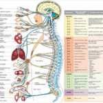 9 Free Body Diagram Free Printable Download Free Premium Templates