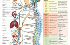 9 Free Body Diagram Free Printable Download Free Premium Templates