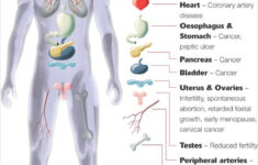 9 Free Body Diagram Free Printable Download Free Premium Templates