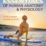 9780134394190 Essentials Of Human Anatomy Physiology Plus Mastering