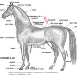 A Crash Course In Horse Anatomy For The 2015 Kentucky Derby SBNation