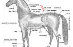A Crash Course In Horse Anatomy For The 2015 Kentucky Derby SBNation