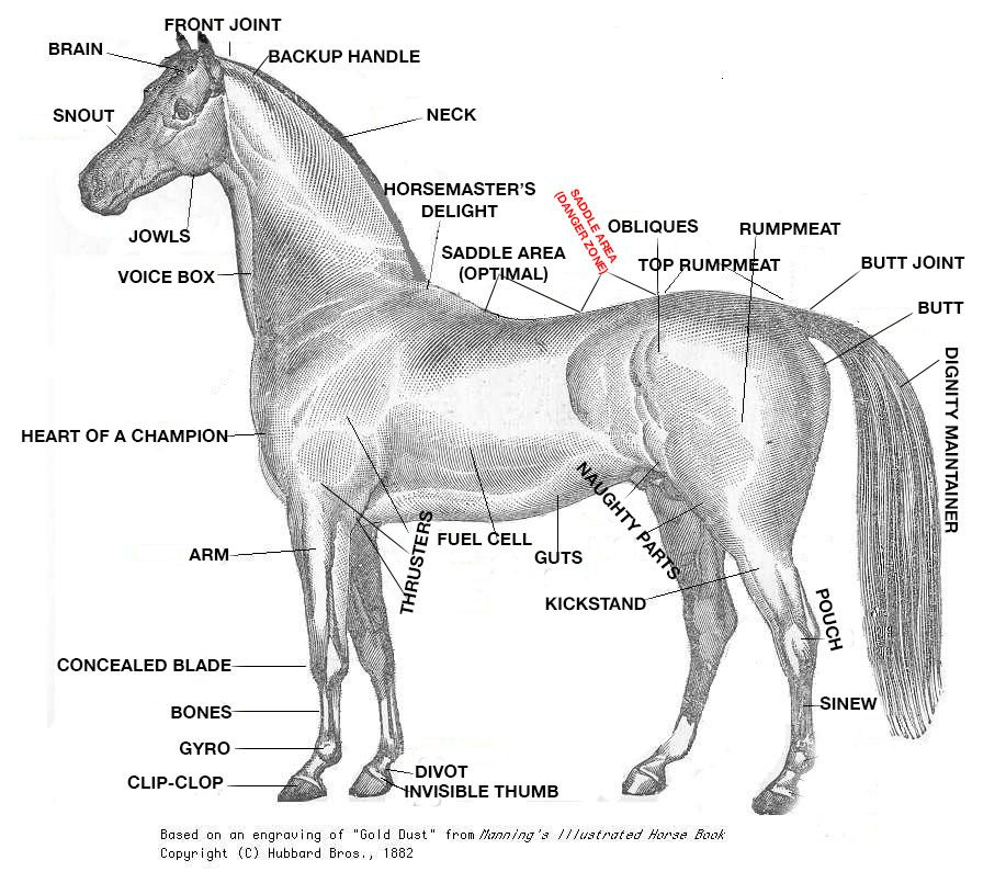 A Crash Course In Horse Anatomy For The 2015 Kentucky Derby SBNation