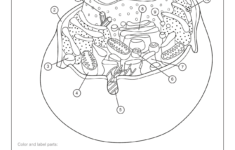 Aab Animal Cell Worksheet