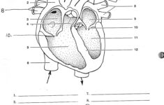 Account Suspended Heart Diagram Human Heart Diagram Biology Worksheet