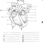 Account Suspended Heart Diagram Human Heart Diagram Biology Worksheet