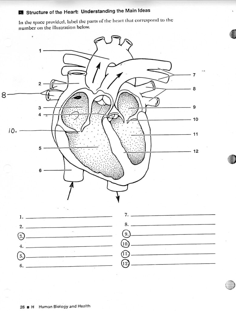 Heart Anatomy Worksheet | Anatomy Worksheets