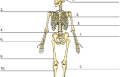 Activity Bones Skeletal System Activities Homeschool Worksheets