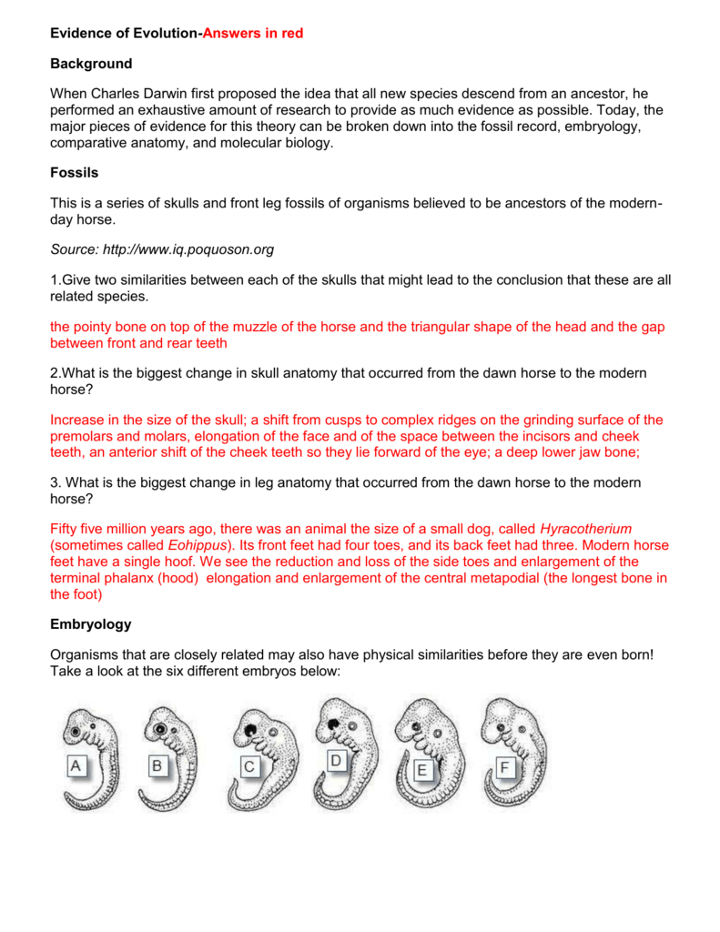 Activity Evidence Of Evolution Worksheet Answer Key TUTORE ORG 