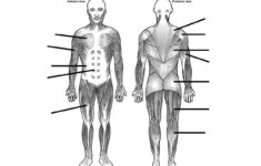 adsbygoogle Window adsbygoogle push 4 Muscular System