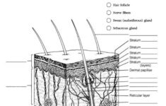 adsbygoogle Window adsbygoogle push Skin Worksheet From