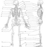 Afbeeldingsresultaat Voor Anatomy Labeling Worksheets Human Skeleton