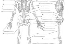 Afbeeldingsresultaat Voor Anatomy Labeling Worksheets Human Skeleton