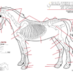 All The Bits N Pieces Colouring Pages Part 1 Equine Skeletal