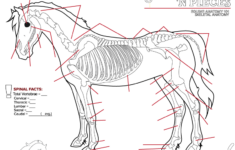 All The Bits n Pieces Colouring Pages Part 1 Equine Skeletal