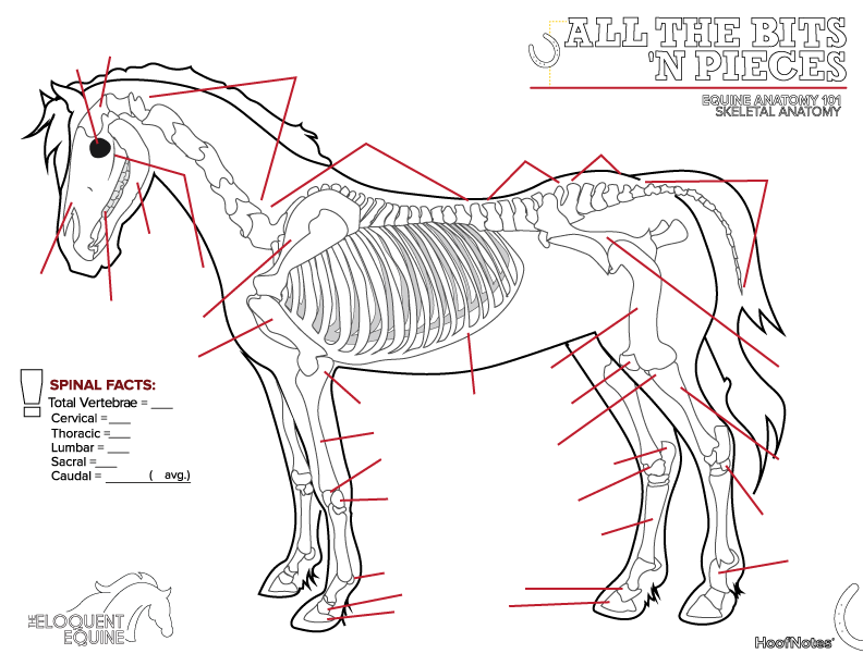 All The Bits n Pieces Colouring Pages Part 1 Equine Skeletal 