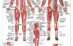 Amazon Muscles Male Poster 2 Views 24x36inch For Physical