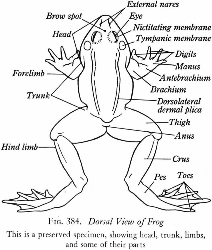 Frog External Anatomy Worksheet