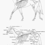 Anatomia Del Cavall La Vaca Cega