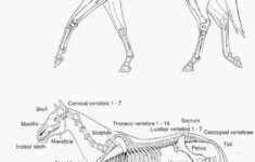 Anatomia Del Cavall La Vaca Cega