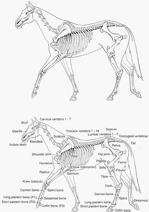 Anatomia Del Cavall La Vaca Cega