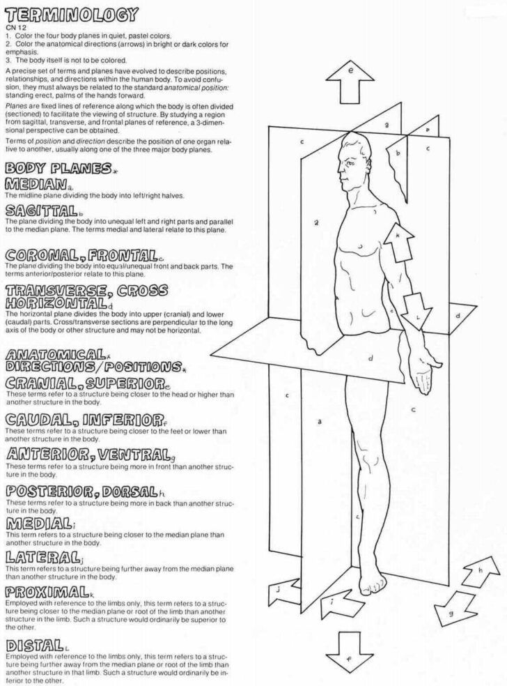 Human Anatomy Directional Terms Worksheet