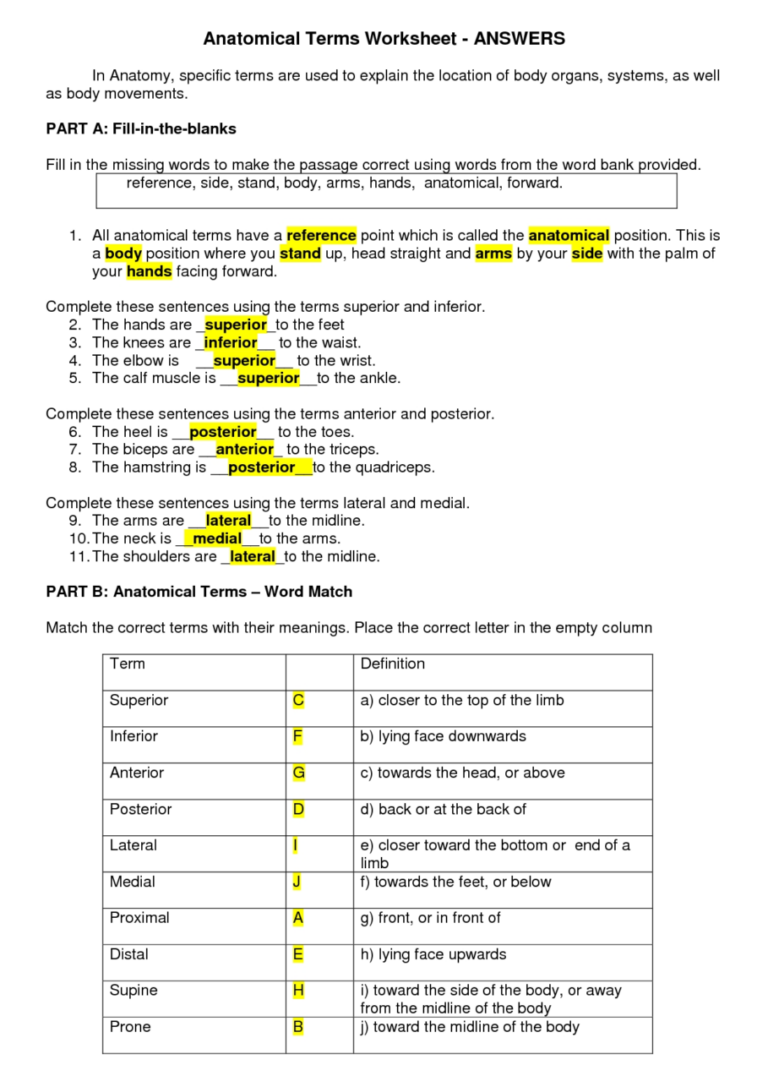anatomical-body-planes-and-directional-terms-worksheet-1-google