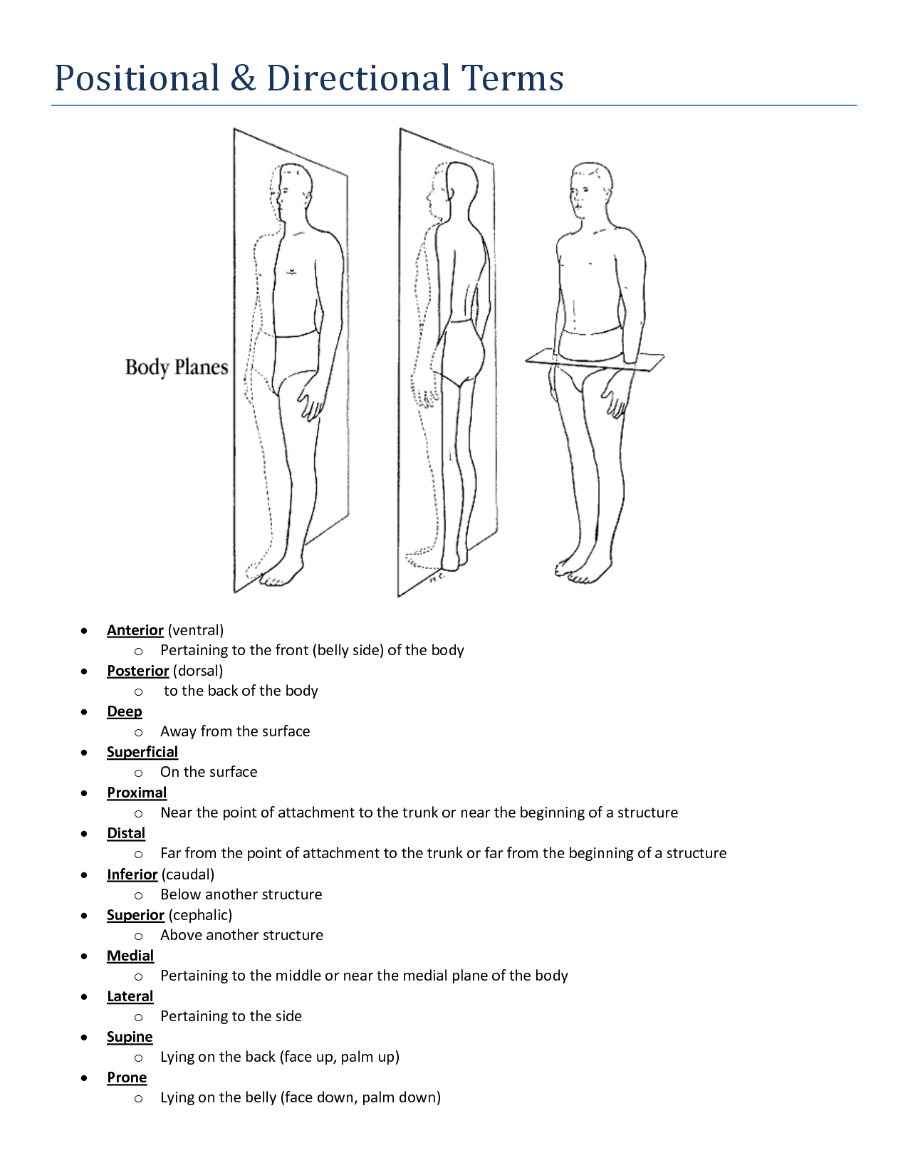Anatomical Body Planes Worksheet Human Body Worksheets Human Body 