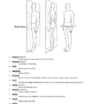Anatomical Body Planes Worksheet Human Body Worksheets Nervous