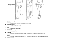 Anatomical Body Planes Worksheet Human Body Worksheets Nervous