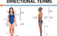 Anatomical Terminology