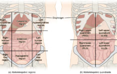 Anatomical Terminology Anatomy And Physiology I