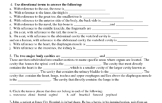 Anatomical Terminology Worksheet 1 Answer Key