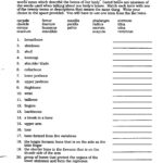 Anatomical Terminology Worksheet Human Anatomy And Physiology