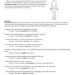Anatomical Terminology Worksheet TCHS