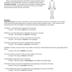 Anatomical Terminology Worksheet TCHS