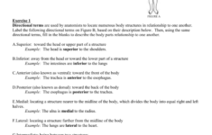 Anatomical Terminology Worksheet TCHS