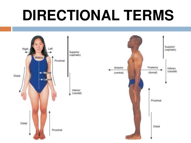 Relative Position Anatomy Worksheet