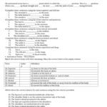 Anatomical Terms Worksheet