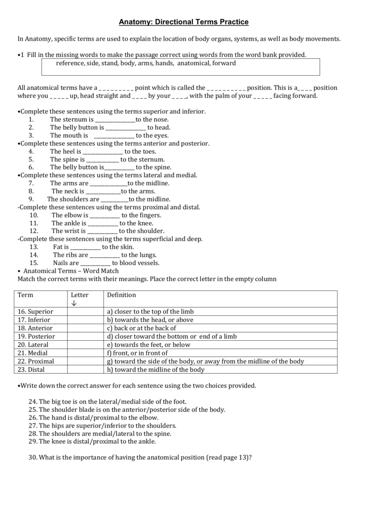 Anatomical Terms Worksheet