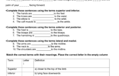 Anatomical Terms Worksheet